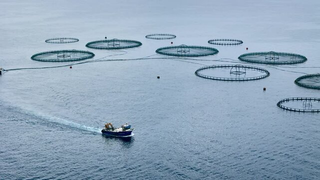 Service feeding ship on salmon farming in aquaculture open-net fish farm, produce a sustainable animal protein