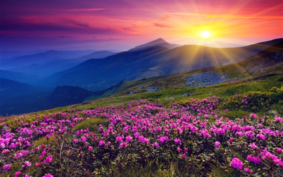 Hintergrundbilder Sonnenaufgang, Berge, Blumen, Gras, Morgendämmerung