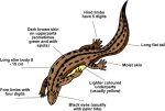 Newt Anatomy Image