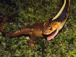 Newt Predator Image