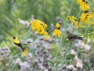 American Goldfinch Habitat