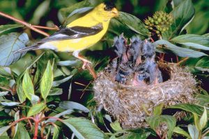 American Goldfinch Nest