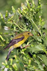 Female American Goldfinch