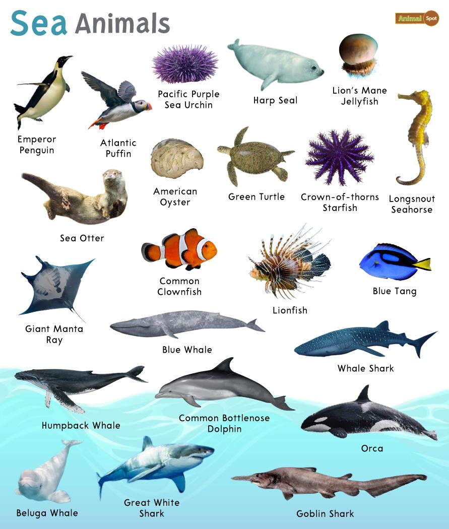 Seashore Animals Name