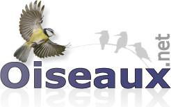 oiseaux