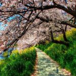 Cherry blossom trees wallpaper 4k.