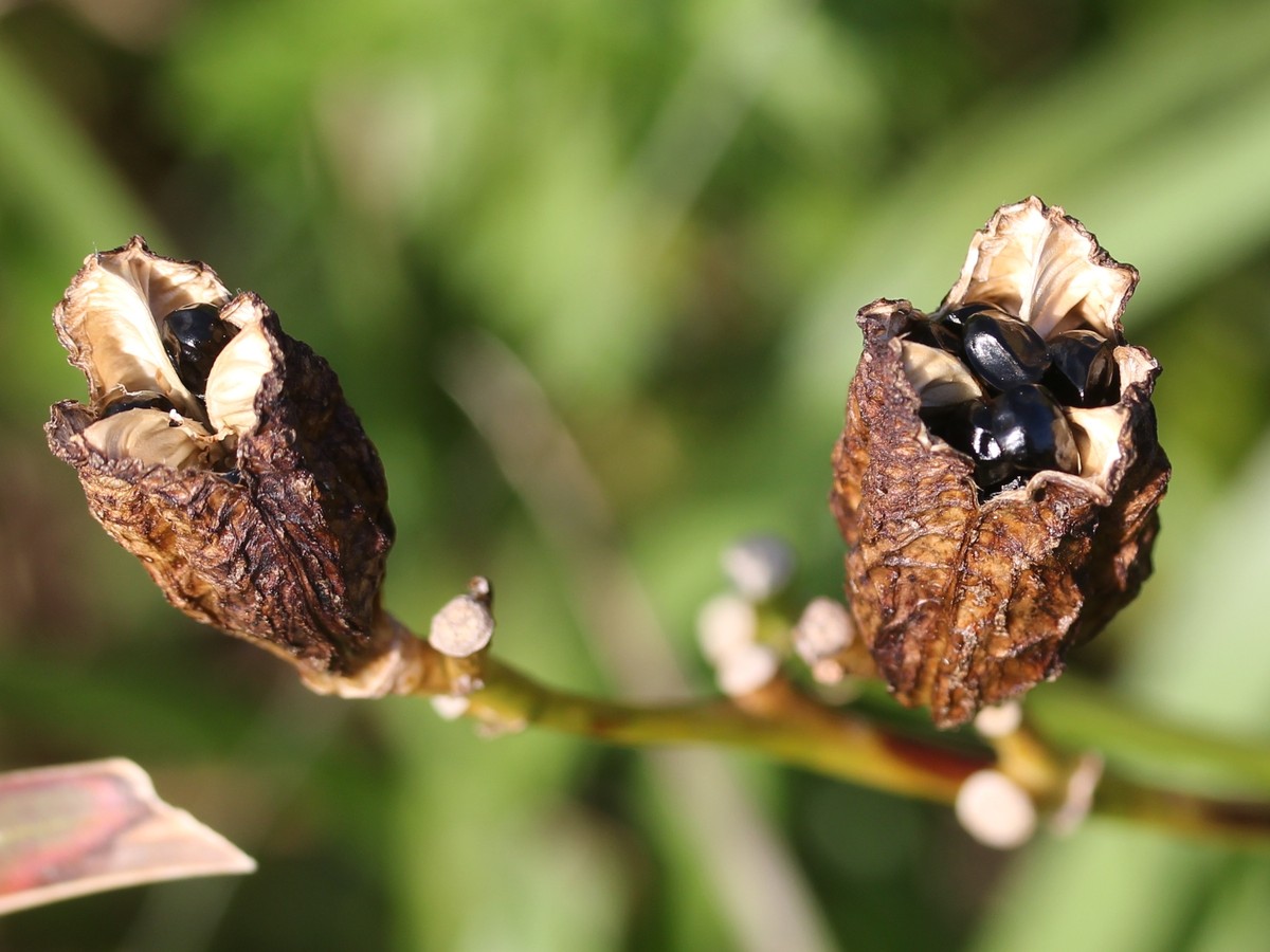 taglilien_samen