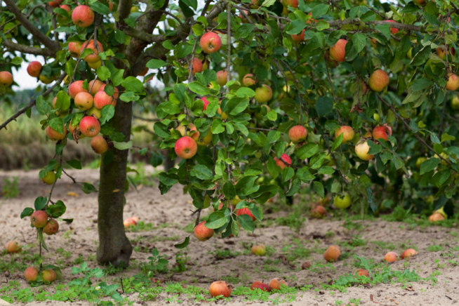 Apfelbaum im Herbst