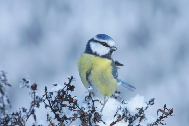 Astern Winterschutz