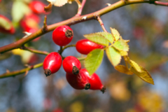 Hagebutte Frucht