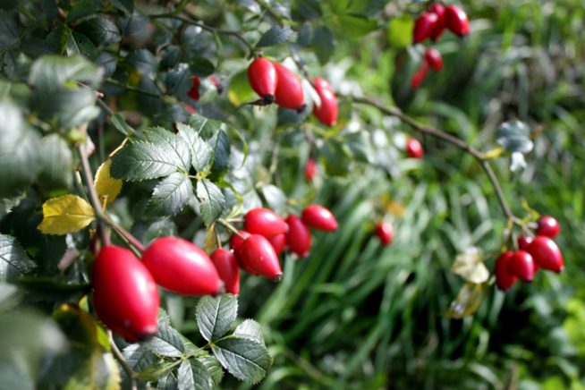 Wildrose Früchte