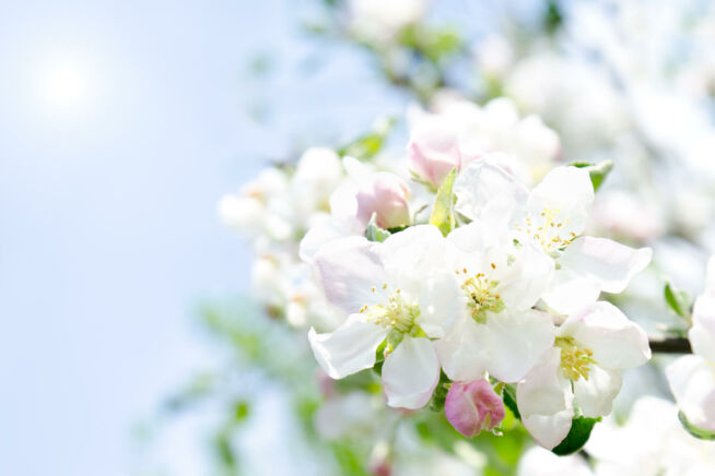 apfelbaum-bluete-oder-blaetter-zuerst