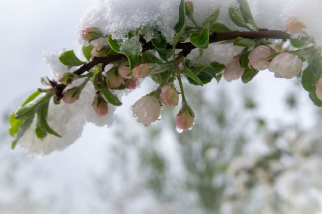 apfelbaum-bluete-winter