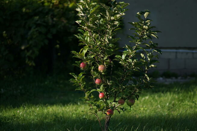 apfelbaum-waechst-nicht