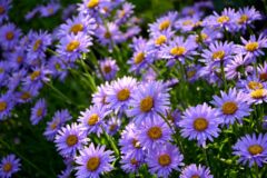 aster