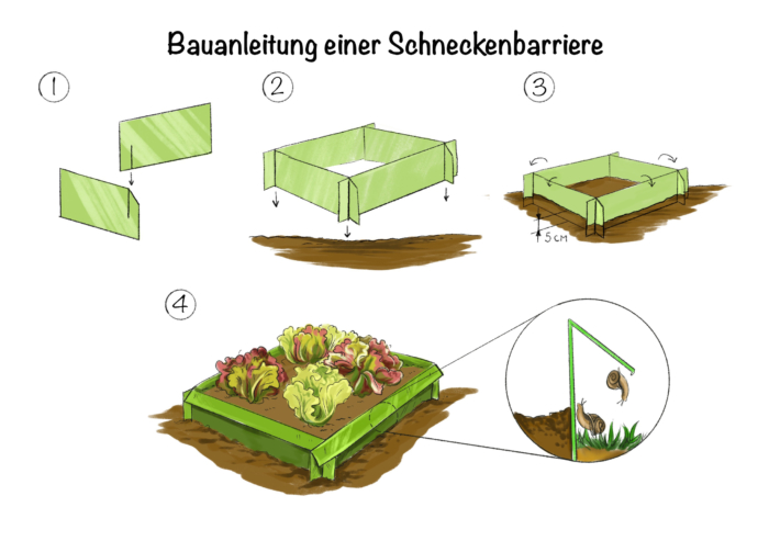 Nacktschnecken: Bauanleitung einer Schneckenbarriere