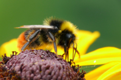 wiesenhummel