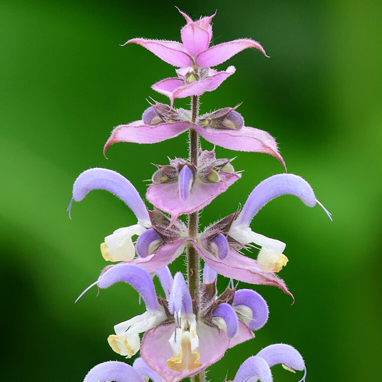 Clary Sage : r/flowers