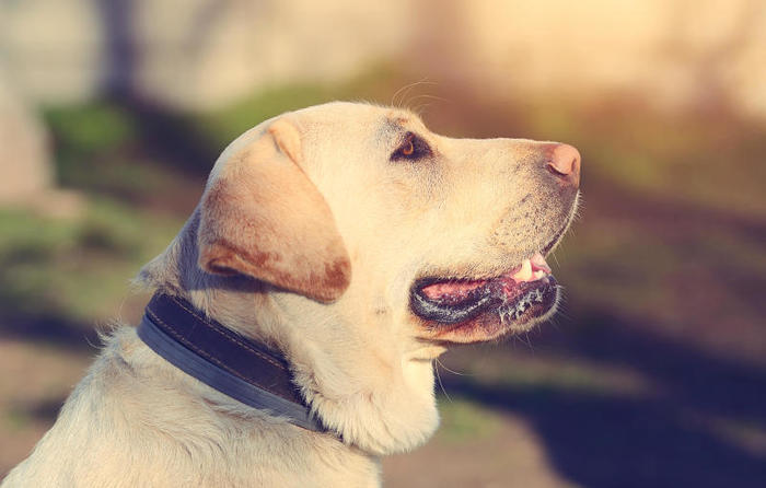 Come si calcola l’età dei cani?