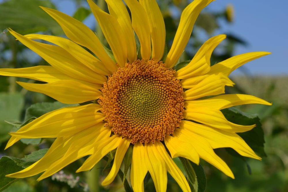 Fibonacci Day: attività divertenti per imparare la sequenza