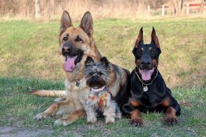 Most Loyal Dog Breeds