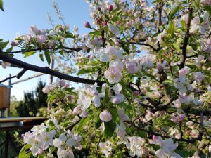 Apfelbaum blüht