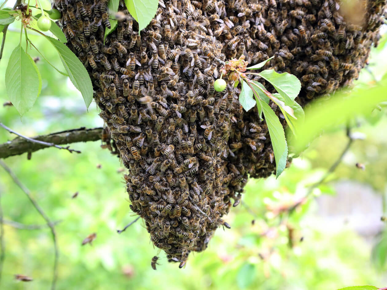 Bienenschwarm