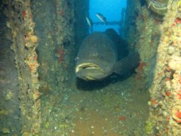 large fish at artificial reef