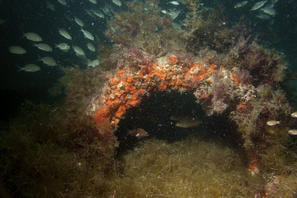 school of fish swimming around artificial reef