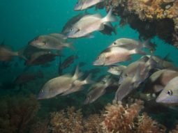 large silver fish swimming near artificial reef