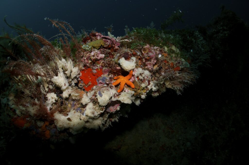 starfish on artificial reef