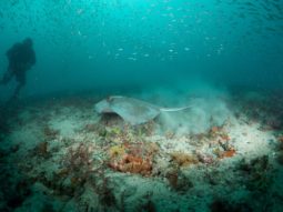 stingray and diver at artificial reef