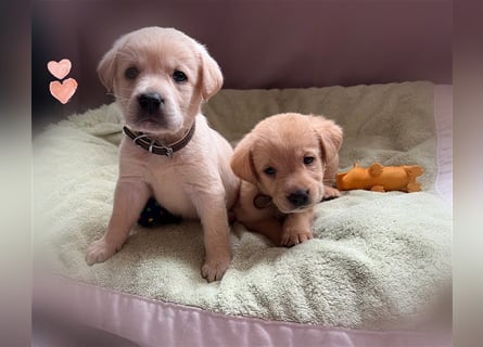 Labrador Welpen mit Ahnentafel suchen ein schönes Zuhause!