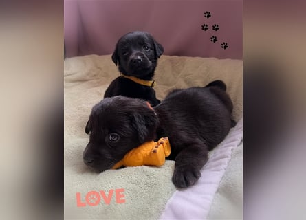 Labrador Welpen mit Ahnentafel suchen ein schönes Zuhause!