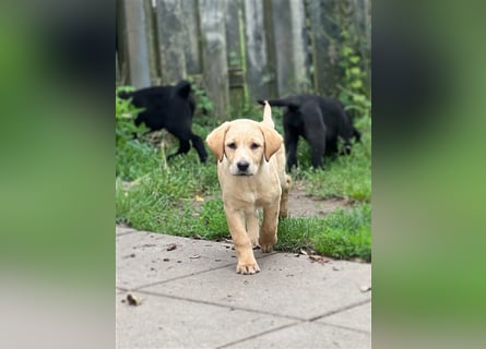 Labrador Welpen mit Ahnentafel suchen ein schönes Zuhause!