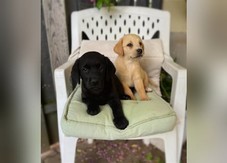 Labrador Welpen mit Ahnentafel suchen ein schönes Zuhause!