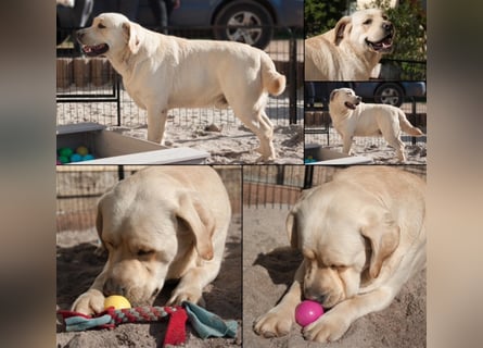 Labrador Welpen mit Ahnentafel suchen ein schönes Zuhause!