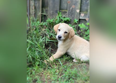 Labrador Welpen mit Ahnentafel suchen ein schönes Zuhause!