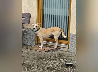 Bionda, Labrador-Mix, lieb und verträglich