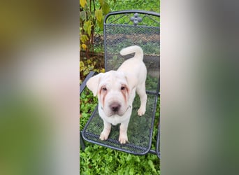 Shar-Pei x Labrador Mix Welpen stellen sich vor......