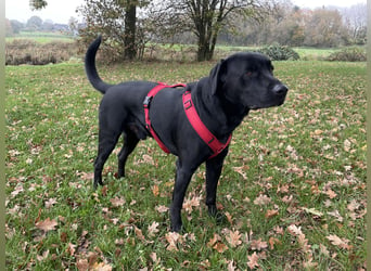 Süße aufgeweckte Mischlingswelpen Labrador-Retriever von Schulhunden