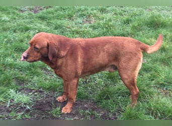 Labradorwelpe Foxred Rüde Boris mit Ahnentafel