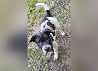 Shar-Pei x Labrador Mix Welpen stellen sich vor......