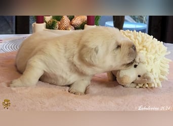 Traumhafte Labrador-Welpen suchen ein liebevolles Zuhause!