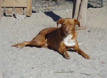 Pongo, Mix Labrador / Podengo , lieb und verträglich