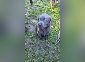 Labrador Welpen  in der Farbe Charcoal