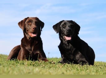 Labrador Retriever Welpen