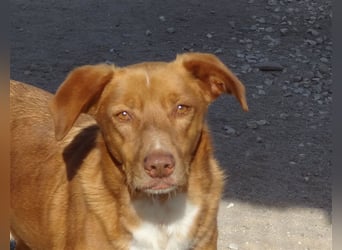 Pongo, Mix Labrador / Podengo , lieb und verträglich