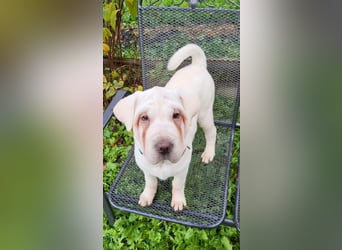 Shar-Pei x Labrador Mix Welpen stellen sich vor......