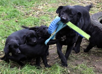 Labrador - Dobermann (Dolabs) Mischlingswelpen,